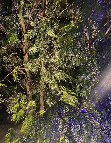 sweetmossy onlyfans sex