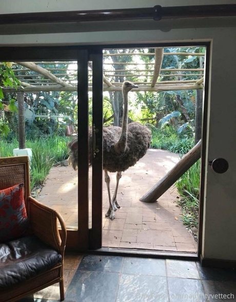 naughtyvettech on onlyfans