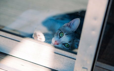 fosterkittendad leaked onlyfans photos