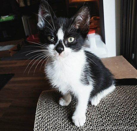 fosterkittendad onlyfans pics