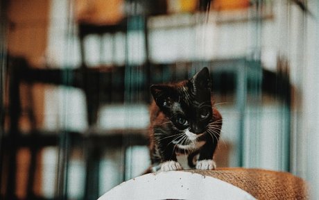 fosterkittendad onlyfans uncensored