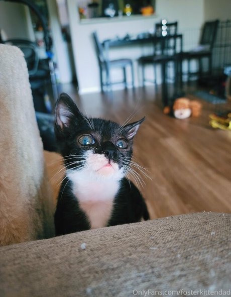 fosterkittendad onlyfans nude leaked