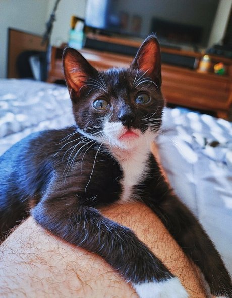 fosterkittendad is on onlyfans