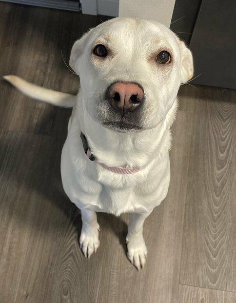 lizzysweetsofficial onlyfans sextape leak