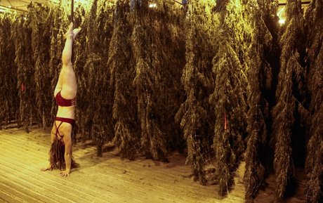 danceincannabis onlyfans leaks porn