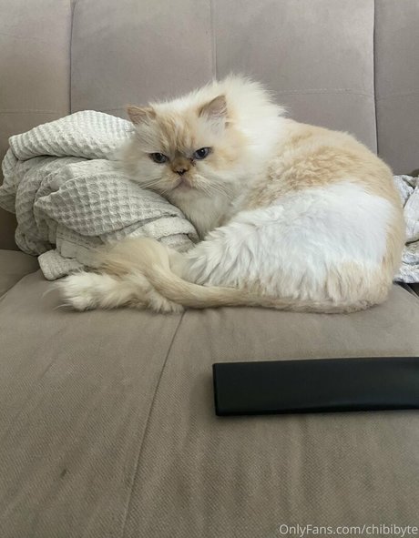 chibibyte onlyfans leaks.