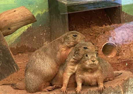 omankovivi xxx only fans