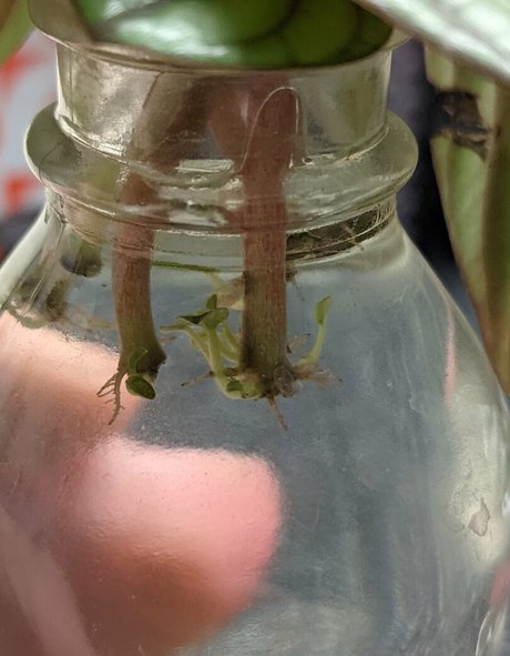 lunarouxfree leaked only fans