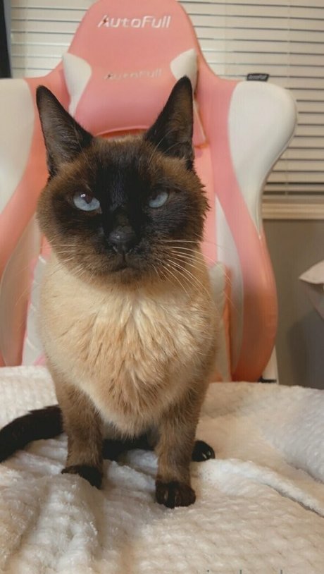 freebunbun onlyfans sextape