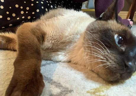 freebunbun leaked onlyfans