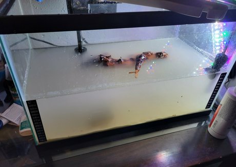 geekikitten fans only