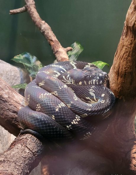 geekikitten leaked onlyfans