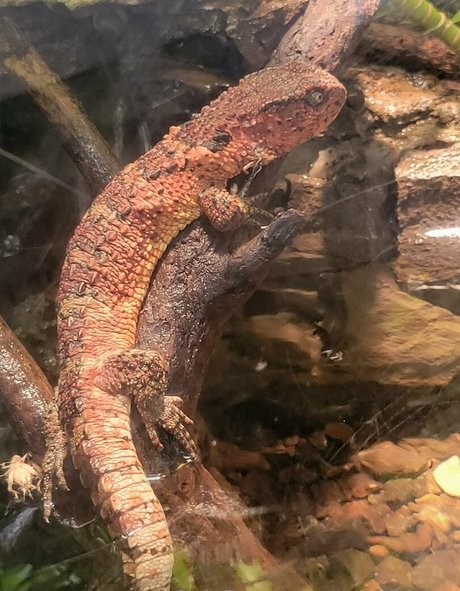 geekikitten onlyfans leaked.