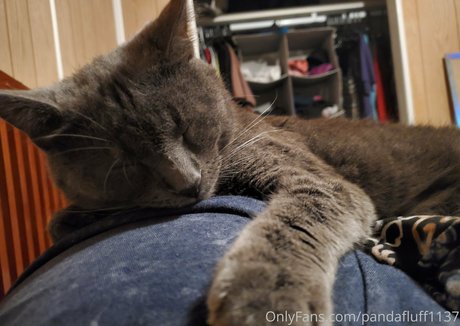 pandafluff1137 sextape onlyfans