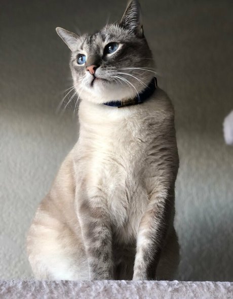 wolf6actual onlyfans leaks nude