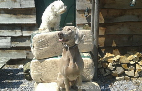 siswetlive onlyfans de