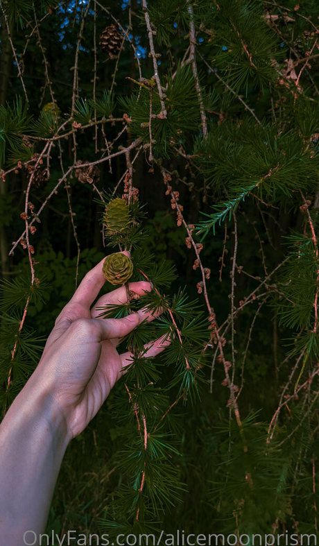 alicemoonprism only fans.