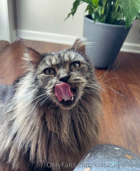 kiaraskyefree nude onlyfans leaks