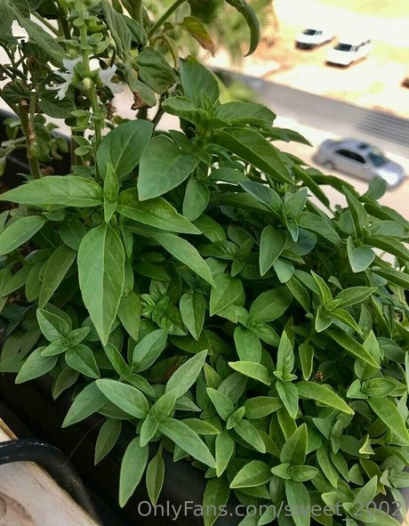 sweet 2002 sexy onlyfans