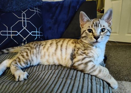 northernfoxx onlyfans leak