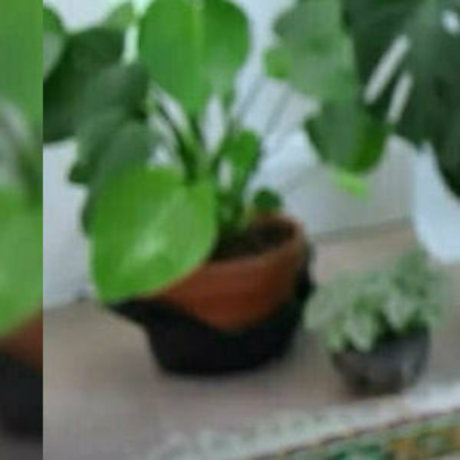 jaybaesun onlyfans for free