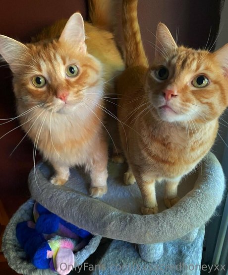 xxsacredhoneyxx onlyfans leakes