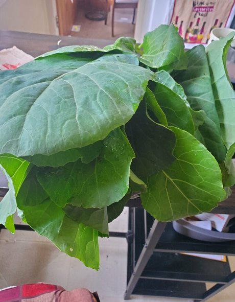 babyruthy onlyfans model photos