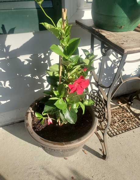 bee88i onlyfans pics