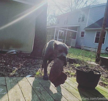 bee88i leaks only fans