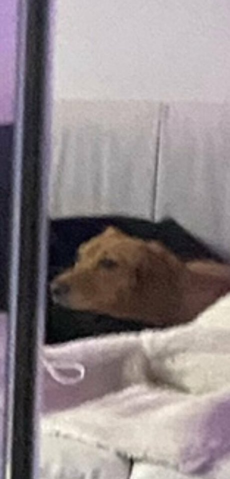 theoliviadavis onlyfans ass