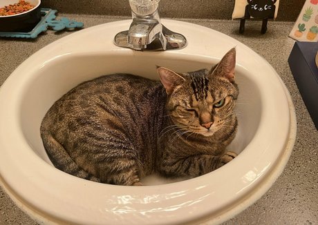 radiantkitsune onlyfans free