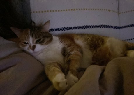 bellecreed only fans leaks porn