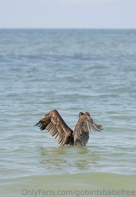 gobirdsbabefree onlyfans leakd