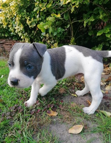 asmrjanina onlyfans sexy