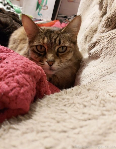 galaximoss onlyfans leams