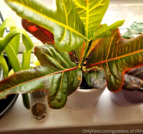 goddess of filth onlyfans free porn