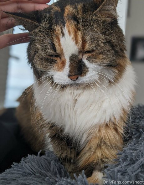 snoot nude leaks onlyfans