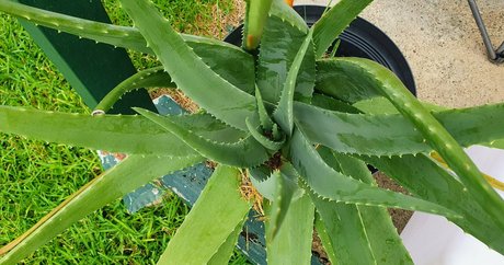 annalicia arts new leaked onlyfans