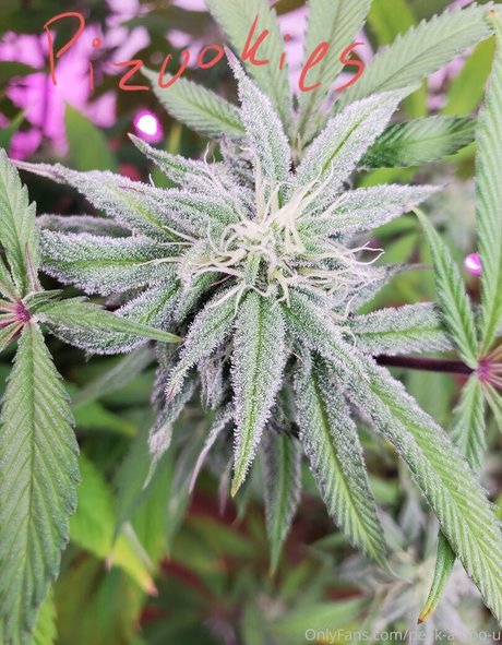 peek a boo u onlyfans uncensored