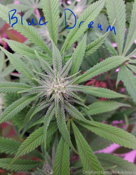 peek a boo u onlyfans images