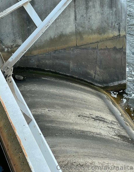 akiraalita onlyfans sex