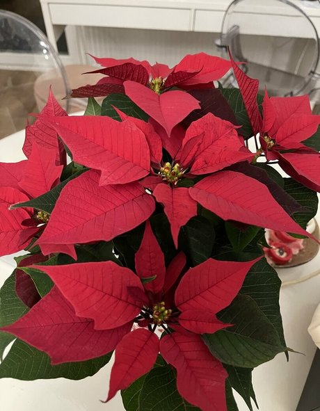 real tiffany onlyfans nude pictures