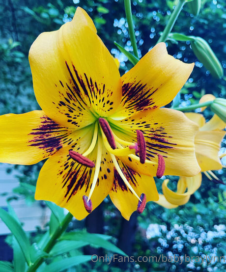 babybraylynn onlyfans leak xxx