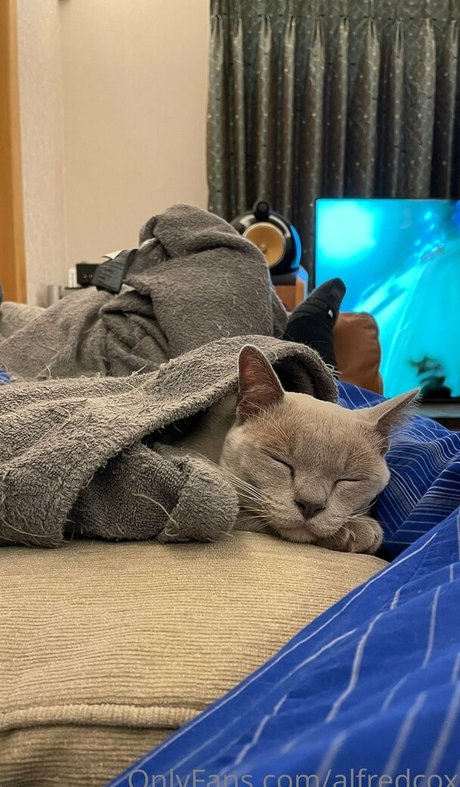 alfredcox onlyfans porno