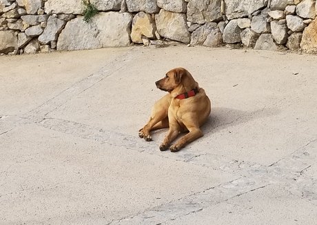 tommypistol pornstar exclusive image