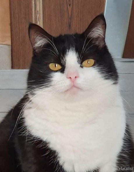 Fenix Fatalist art star picture