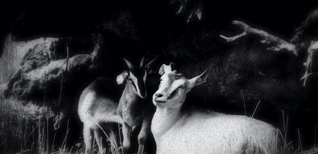 xxxcaligulaxxx top actress photo