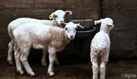 xxxcaligulaxxx star nice photo