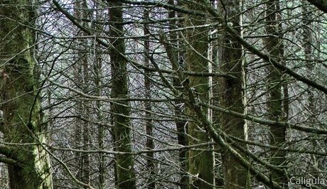 xxxcaligulaxxx star erotic photos