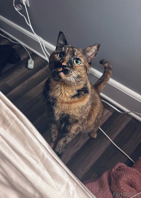 Bellathecat pretty model img